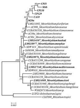 16s rRNA Phylogeny