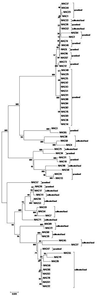 Phylogeny indigenous SNR strains